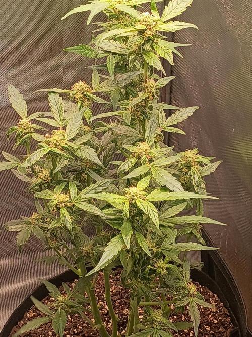 Bahama Mama. Week 7