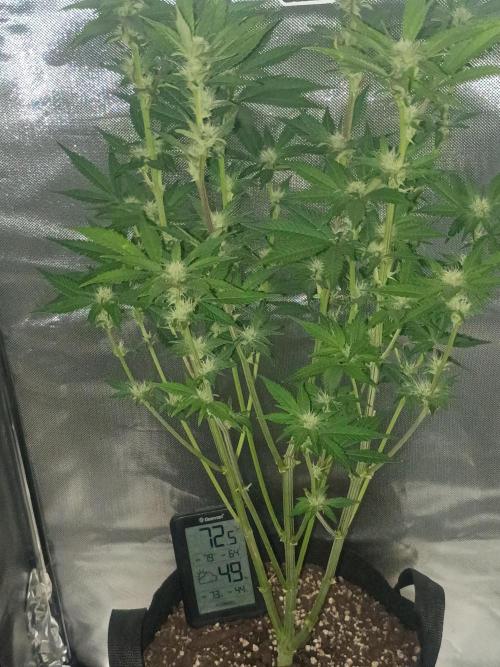 Frostbanger. Week 8