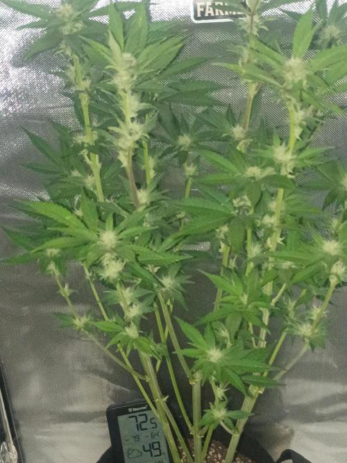 Frostbanger. Week 8