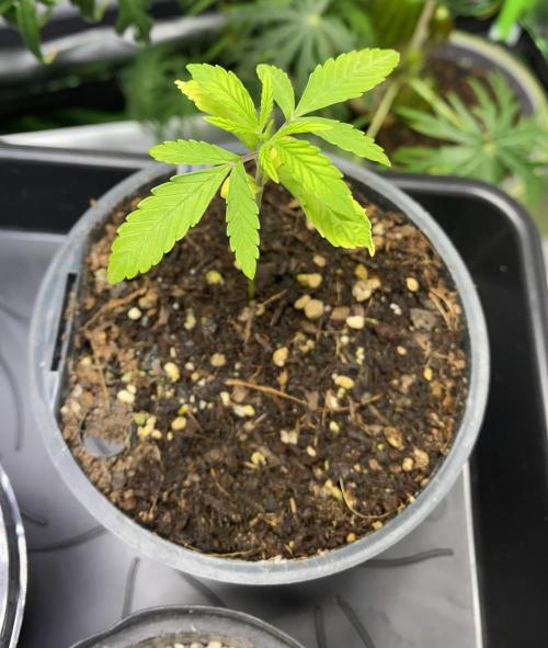 stunted WeddingCake with difficulties. Week 3