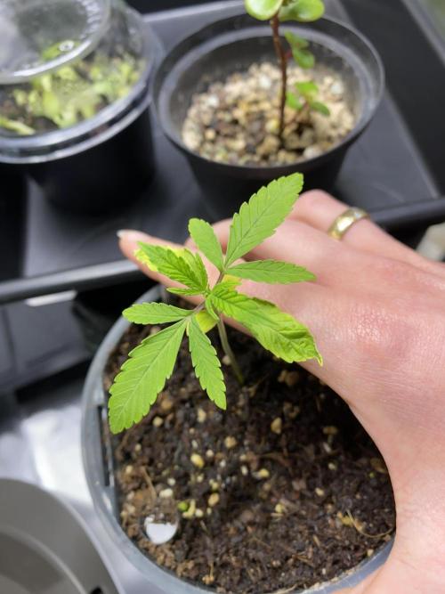 stunted WeddingCake with difficulties. Week 3
