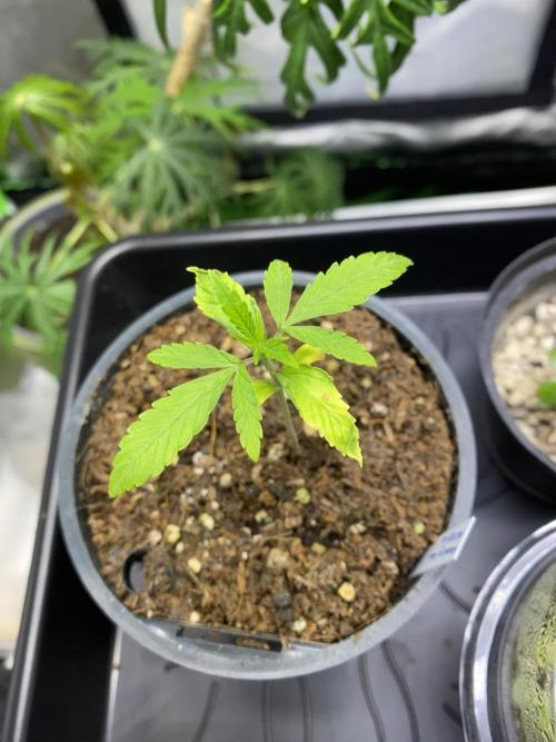 stunted WeddingCake with difficulties. Week 3