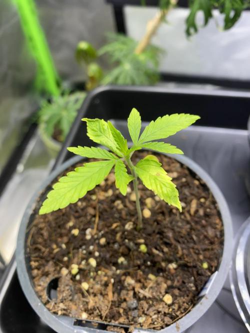 Wedding Cake. Week 3