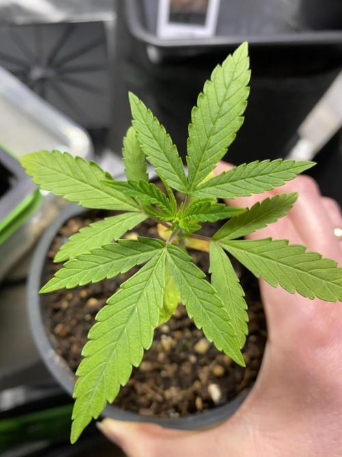 stunted WeddingCake with difficulties. Week 4