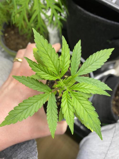 stunted WeddingCake with difficulties. Week 4