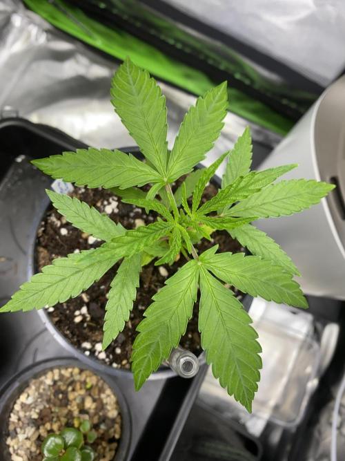 Wedding Cake. Week 4