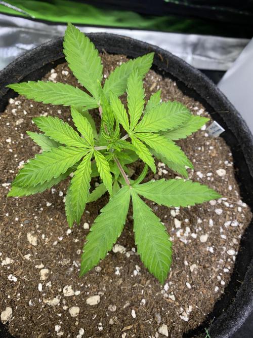 stunted WeddingCake with difficulties. Week 5 - after transplantation, before topping