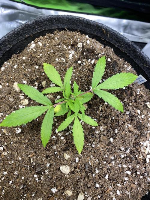 Wedding Cake. Week 5