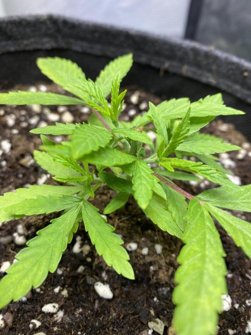 Wedding Cake. Week 6