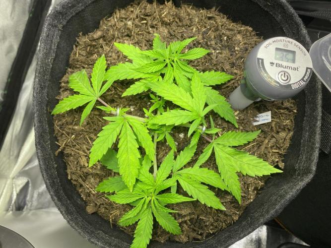 stunted WeddingCake with difficulties. Week 7 - 02 May - after topping