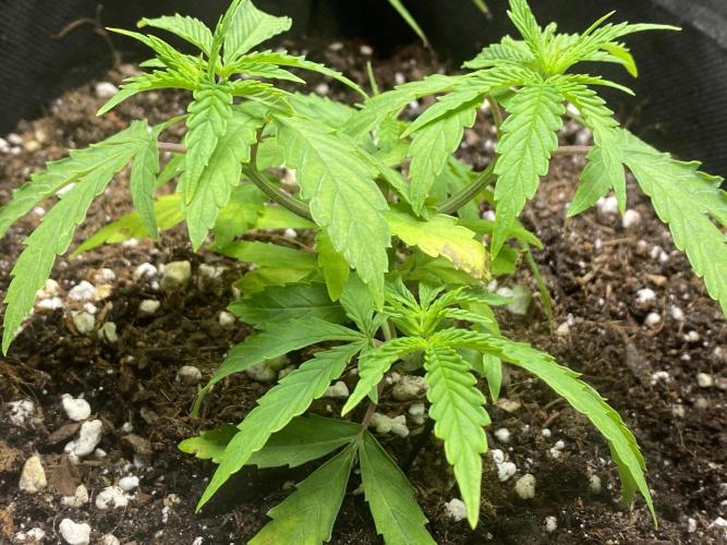stunted WeddingCake with difficulties. Week 7 - 27 April - pre second topping 