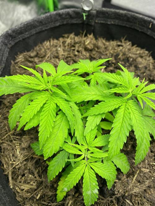 Wedding Cake. Week 7