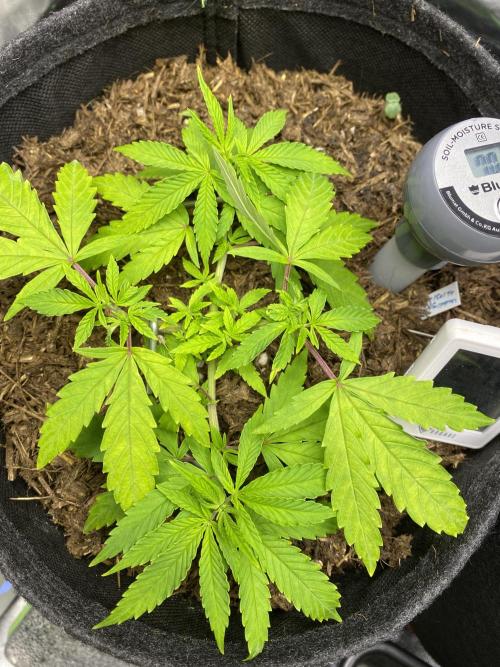 stunted WeddingCake with difficulties. Week 8 - 5 May
