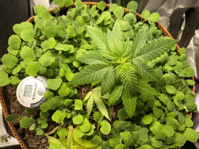 stunted WeddingCake with difficulties. Week 8 - comparison plant in different soil