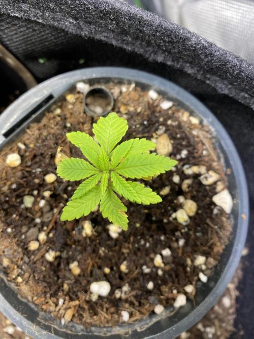 Wedding Cake. Week 8