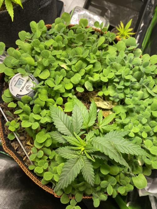 Wedding Cake. Week 9
