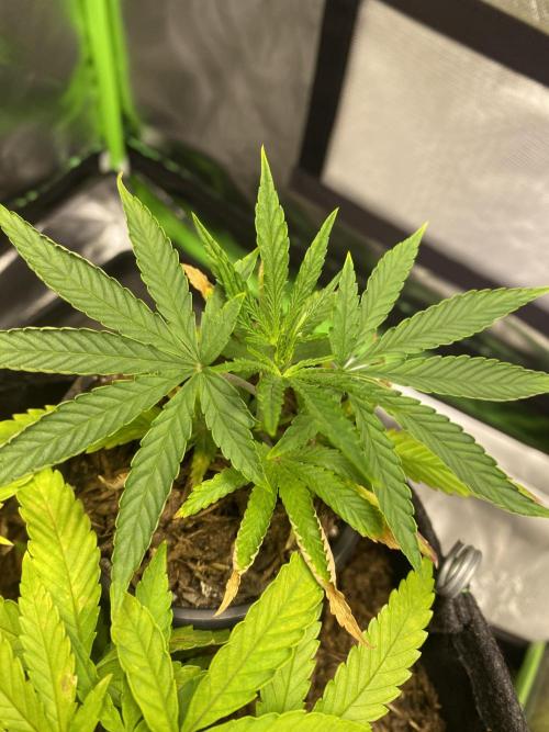Wedding Cake. Week 10