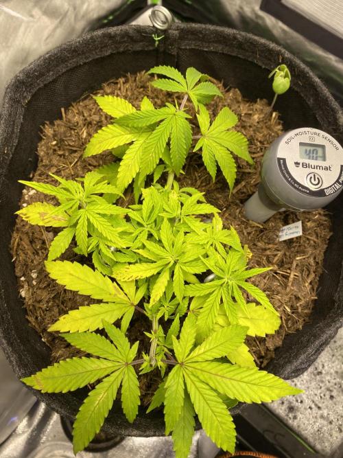 stunted WeddingCake with difficulties. Week 9 - 14 May