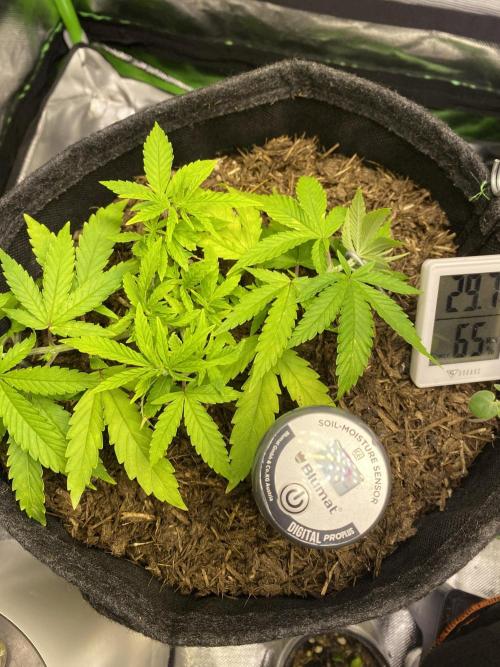 Wedding Cake. Week 9