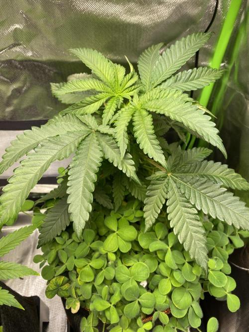 Wedding Cake. Week 12