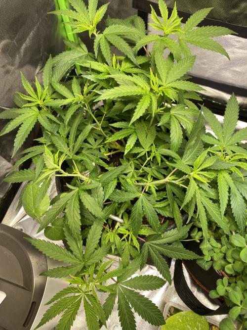 Wedding Cake. Week 12