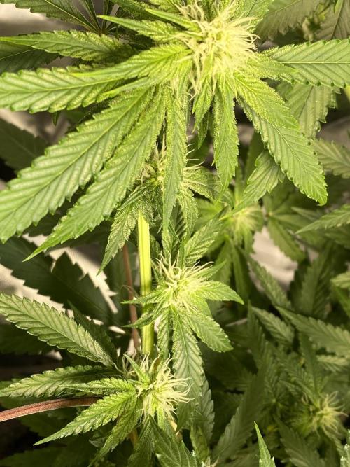 stunted WeddingCake with difficulties. Week 14 - 20 June Flower