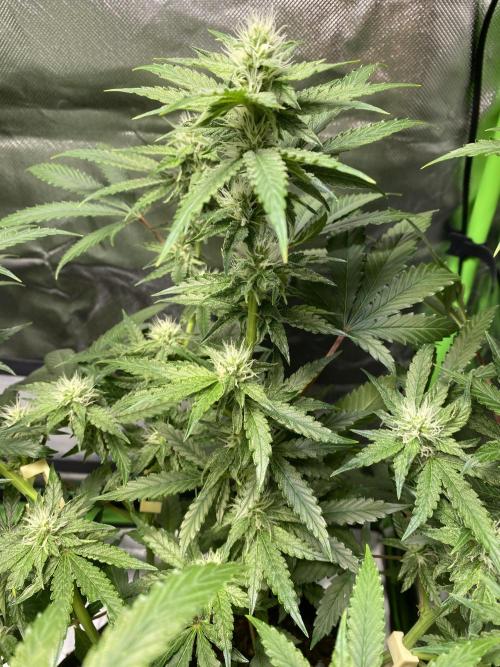 stunted WeddingCake with difficulties. Week 15 - 25 June Flower