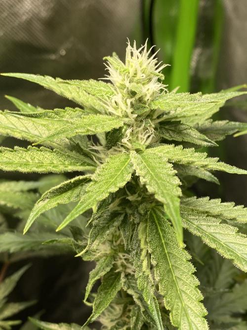 Wedding Cake. Week 15