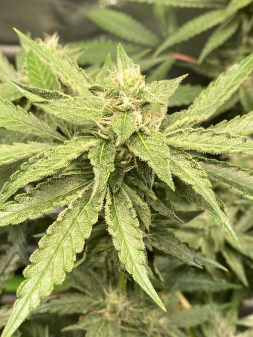 stunted WeddingCake with difficulties. Week 16 - 30 June, tacoing flower 