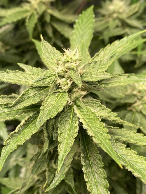 stunted WeddingCake with difficulties. Week 16 - 30 June, another tacoing flower 