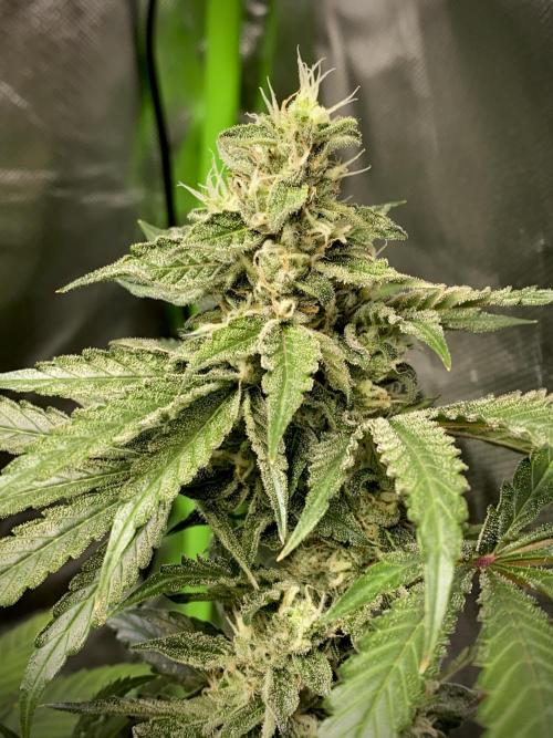 stunted WeddingCake with difficulties. Week 17 - 10 July top cola