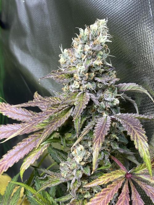 stunted WeddingCake with difficulties. Week 20 - 1 August Cola