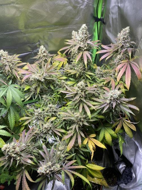stunted WeddingCake with difficulties. Week 20 - 1 August whole plant