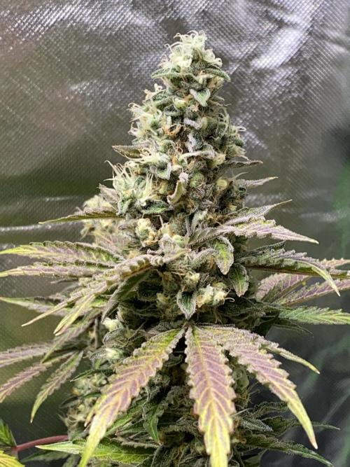 stunted WeddingCake with difficulties. Week 20 - 30 July Cola