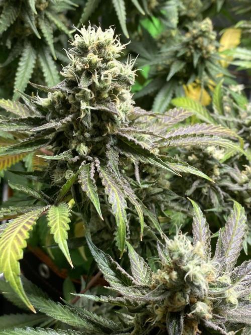 stunted WeddingCake with difficulties. Week 20