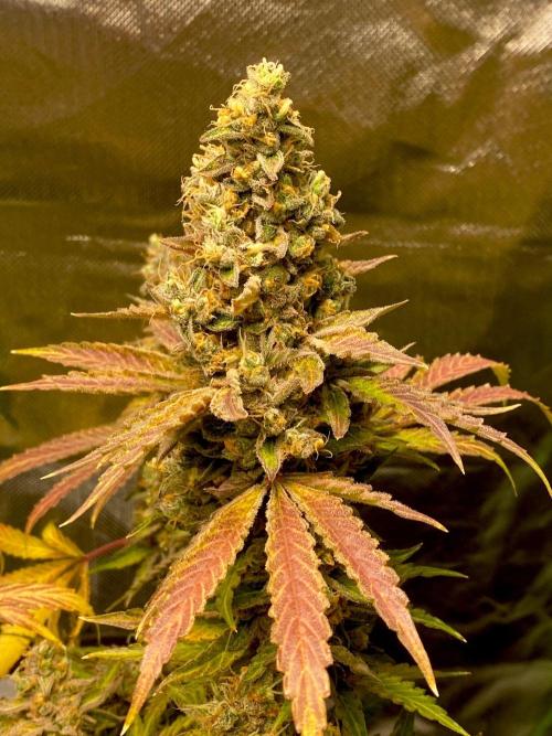 stunted WeddingCake with difficulties. Week 22 - 12 August cola