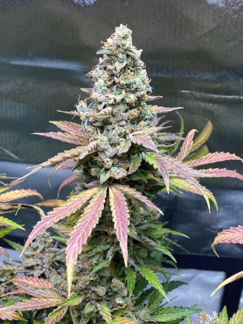 stunted WeddingCake with difficulties. Week 22 - 14 August cola