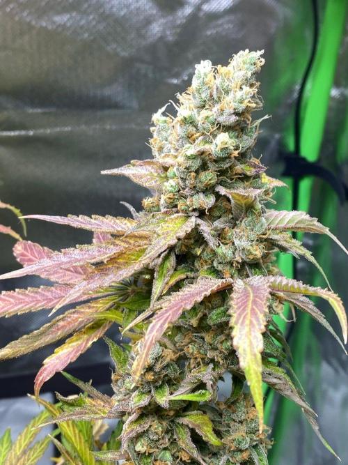 stunted WeddingCake with difficulties. Week 22 - 14 August cola