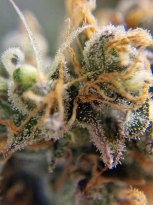 stunted WeddingCake with difficulties. Week 22 - 14 August trichomes