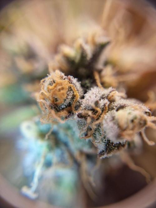 stunted WeddingCake with difficulties. Week 22 - 14 August trichomes