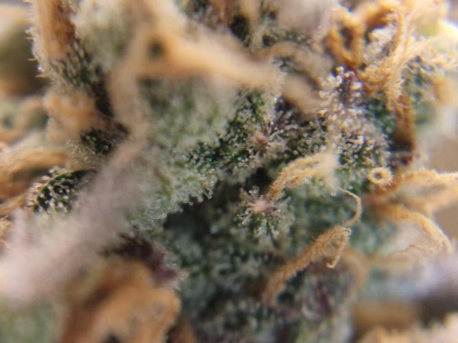 stunted WeddingCake with difficulties. Week 22 - 14 August trichomes