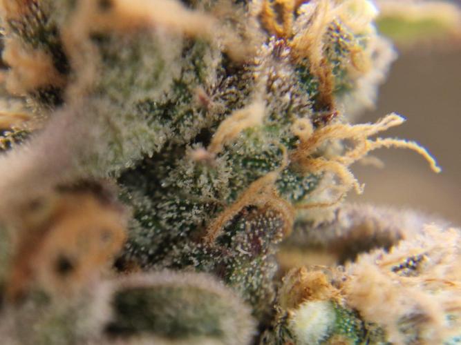 stunted WeddingCake with difficulties. Week 22 - 14 August trichomes