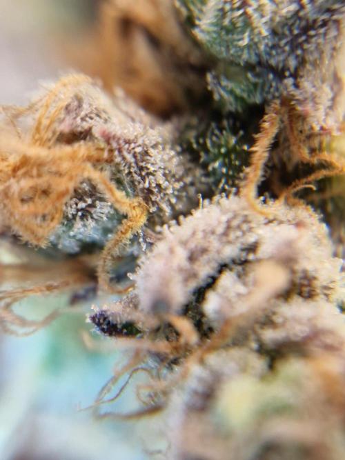 stunted WeddingCake with difficulties. Week 22 - 14 August trichomes