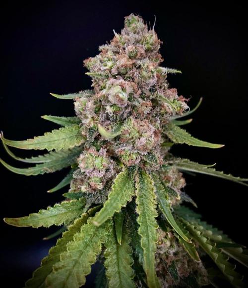 stunted WeddingCake with difficulties. Week 22 - "sister" harvest