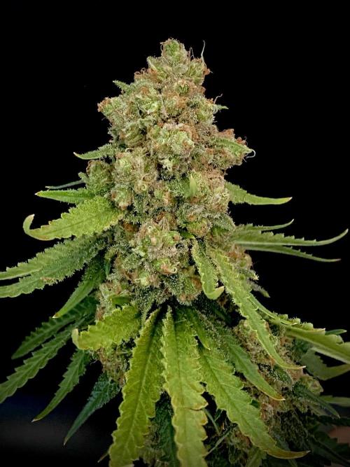 stunted WeddingCake with difficulties. Week 22 - "sister" harvest
