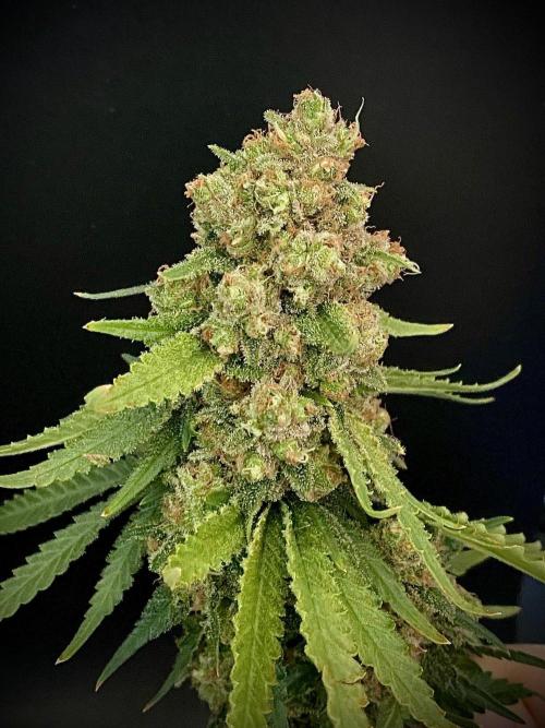 stunted WeddingCake with difficulties. Week 22 - "sister" harvest