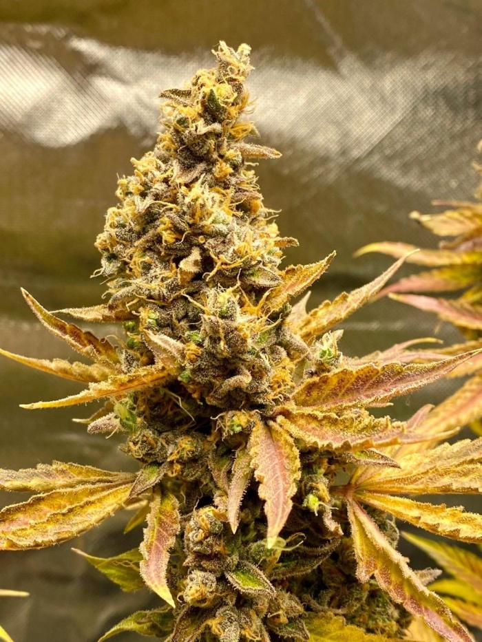 stunted WeddingCake with difficulties. Week 23