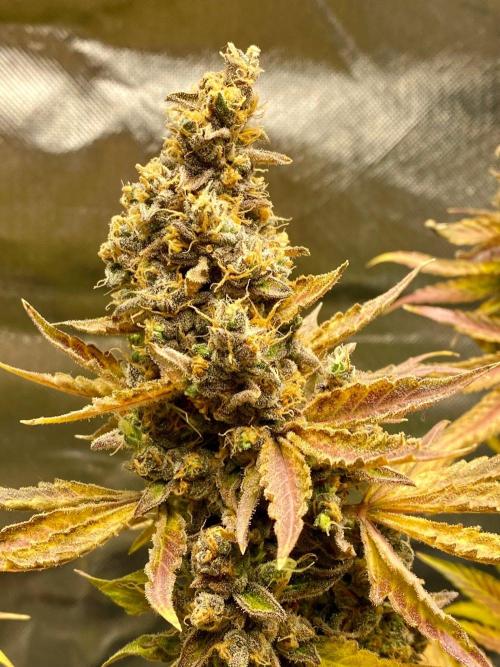 stunted WeddingCake with difficulties. Week 24