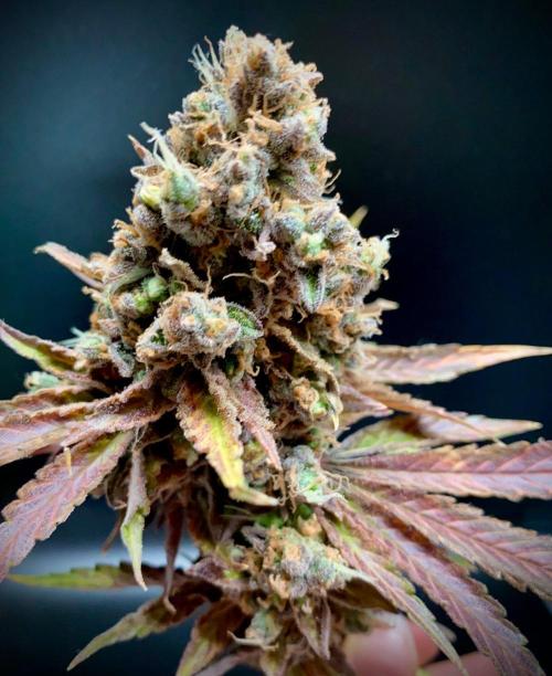 stunted WeddingCake with difficulties. Week 24 - Cola