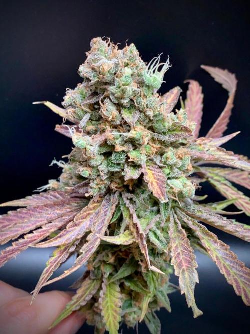 stunted WeddingCake with difficulties. Week 24 - Cola